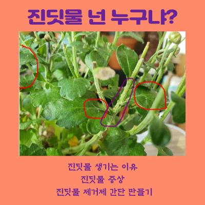 진딧물 생기는 이유 증상 진딧물 제거제 만들기