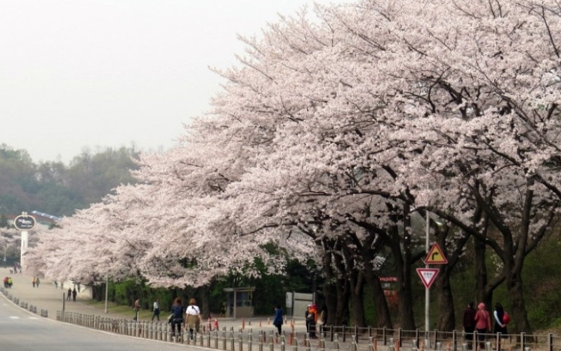 서울대공원 벚꽃축제 4월에 만나는 핑크빛 사랑의 거리