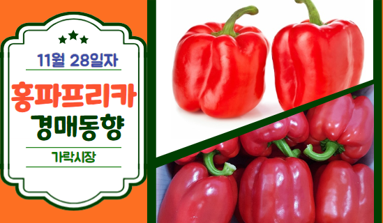 [경매사 일일보고] 11월 28일자 가락시장 홍파프리카 경매동향을 살펴보겠습니다!