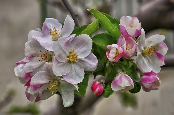 [9월 29일 탄생화] 사과(사과꽃)의 꽃말