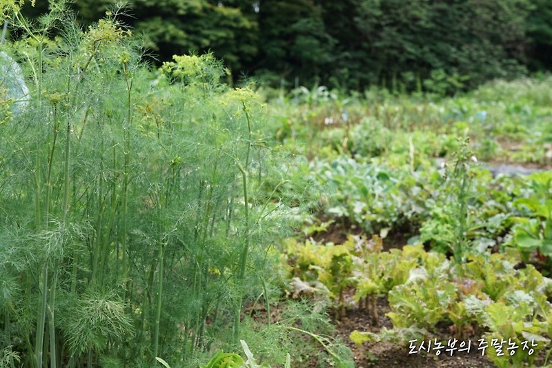 [주말농장] 허브키우기 I Dill I 허브딜 키우기 I 파종기에서 수확, 종자 받기까지 I 식용허브키우기