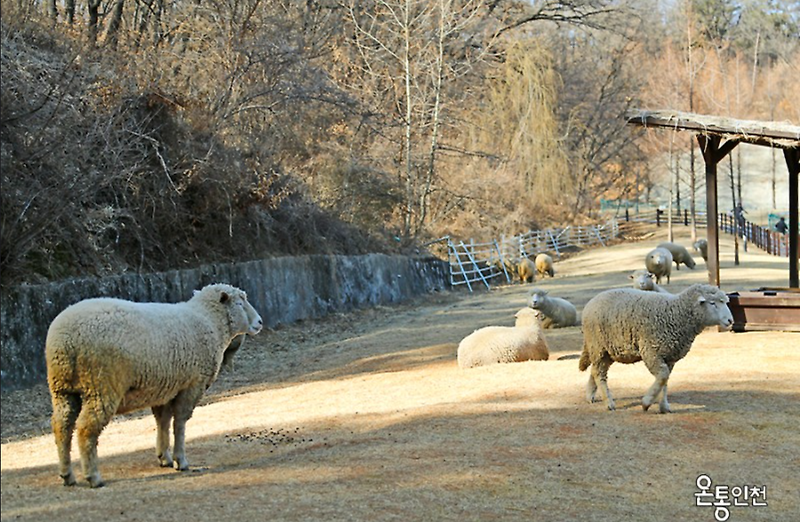 인천에도 양떼목장이?  인천 늘솔길공원 봄풍경