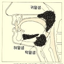 침샘ㆍsalivary gland