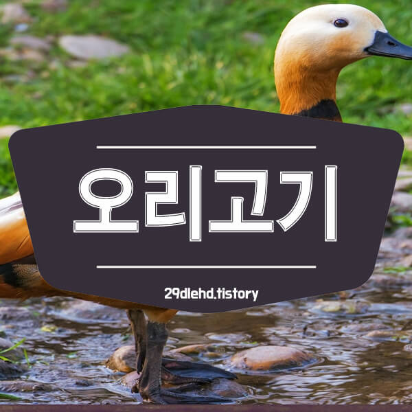 오리고기 효능 칼로리 기름 먹어도 될까