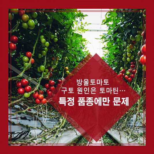 방울토마토 구토 원인은 토마틴…특정 품종에만 문제