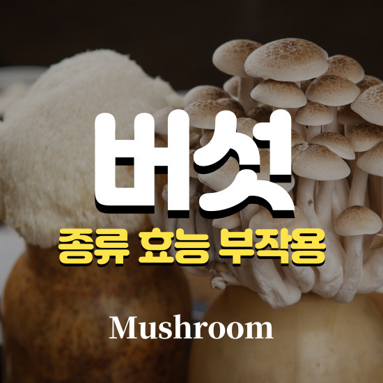 식용 버섯 종류 효능 부작용 영양성분 보관법 총정리!