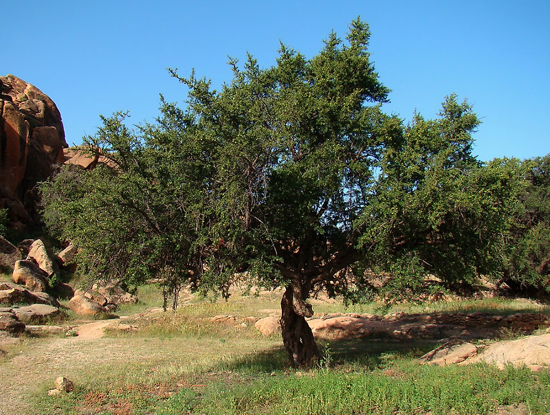 [Kaggle] Argania Tree Deforestation Detection (1) - EDA — B's