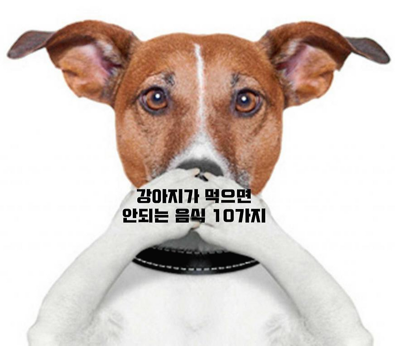 강아지 미나리, 먹지 말아야 할 음식을 주의하세요. 7