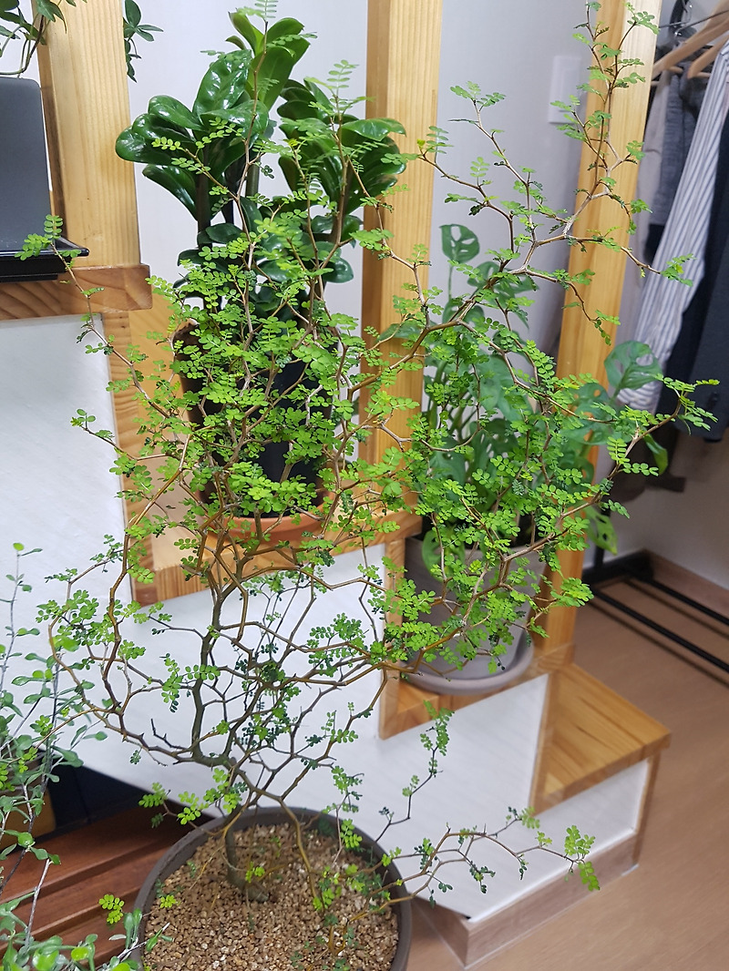 인테리어화분 '마오리 코로키아&소포라' 키우기