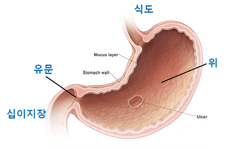 위염, 역류성 식도염 약 식전 몇시간 전에 먹어야 할까?