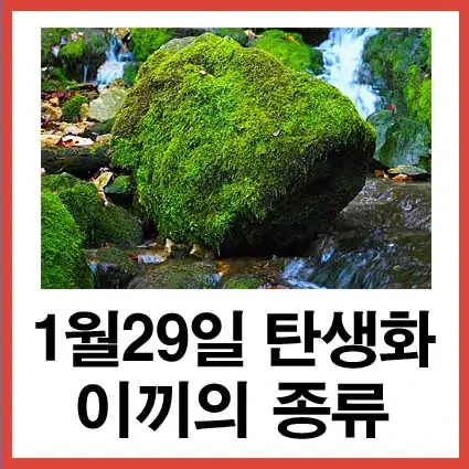 1월 29일 탄생화 이끼 꽃말, 이끼의 종류