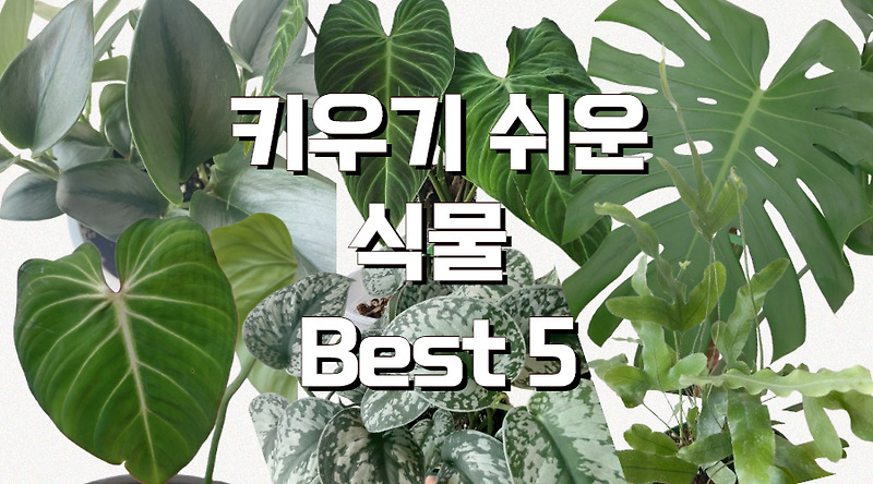 🌿식물 킬러도 성공! 집에서 키우기 쉬운 반려식물 5가지
