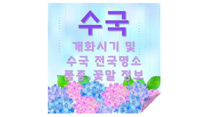 수국 개화시기 및 수국 전국 명소, 품종, 꽃말 정보