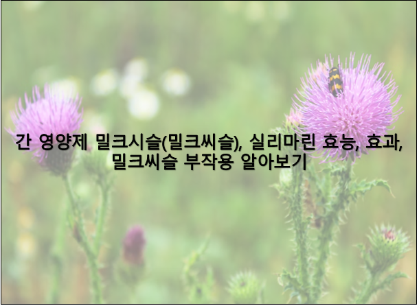 밀크시슬 효능 및 밀크시슬 간영양제 2