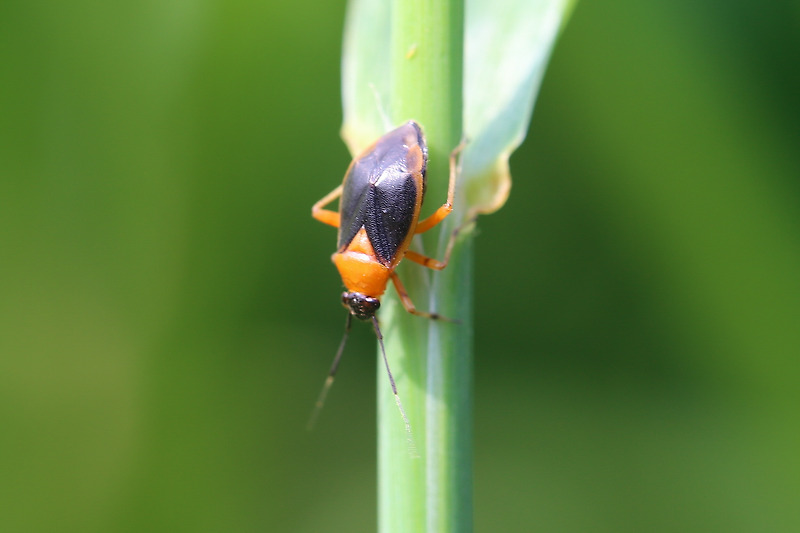capsus-wagneri
