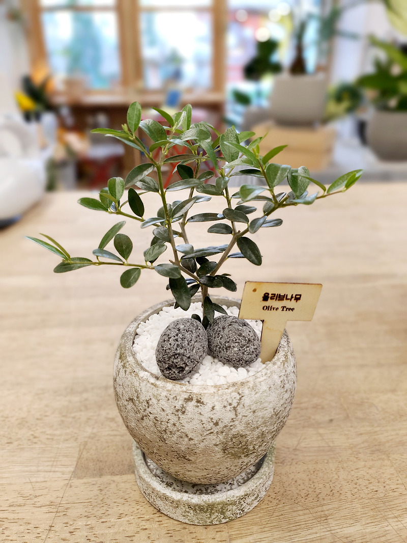 How do you make an olive tree produce fruit?