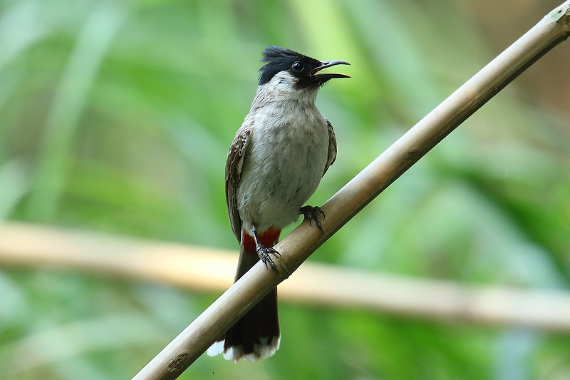 Sooty-headed Bulbul