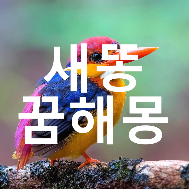 새똥 맞는 꿈해몽, 상황별 꿈해몽 총정리