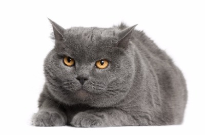 샤트룩스(Chartreux)