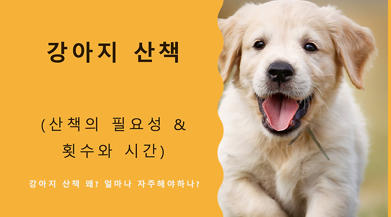 강아지 산책 횟수는 얼마가 적당할까?