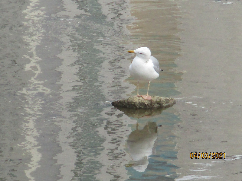 재갈매기(Larus Argentatus)를 괭이갈매기, 갈매기와 구분하는 법