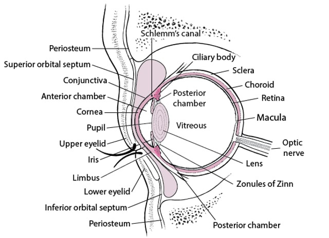 Ophthalmic Anatomy(안과 해부학)