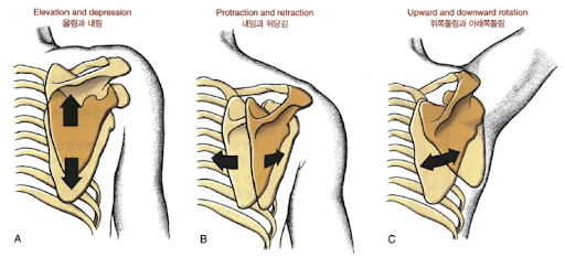 복장빗장관절(흉쇄관절, SC joint)의 관절학