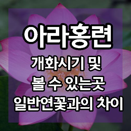 '아라홍련'을 볼 수있는 곳과 아라홍련 개화시기, 일반연꽃과의 차이점