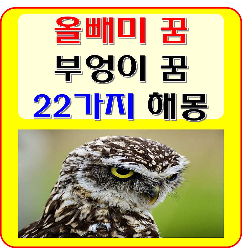 올빼미 꿈 부엉이 꿈 22가지 해몽 풀이(흰, 하얀, 검은, 검정, 아기 우는 올빼미 꿈)