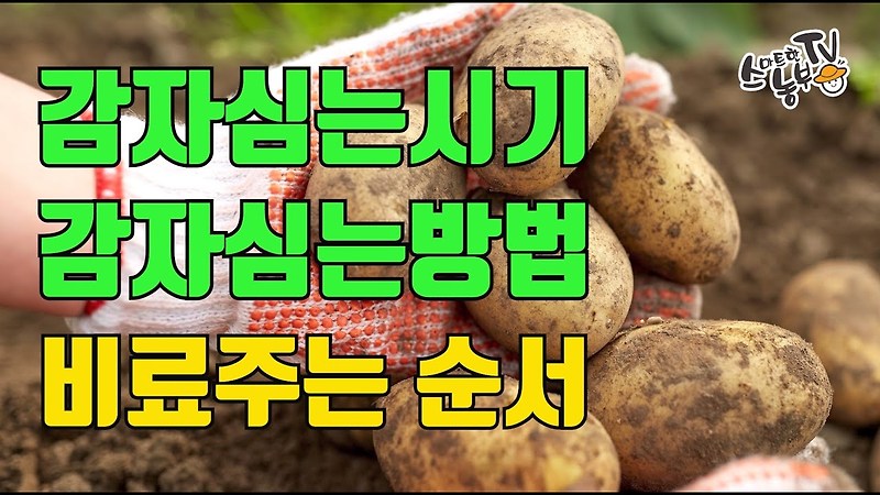 감자 심는 시기의 중요성과 감자 심기 전 준비사항, 감자 심는 방법
