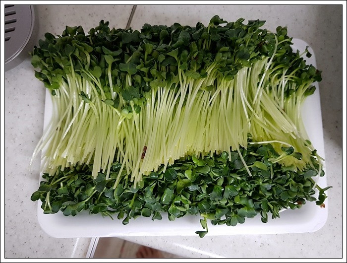 무순 효능 5가지