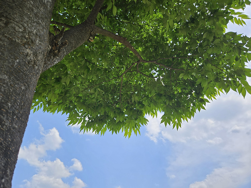 느티나무 (Sawleaf zelkova)
