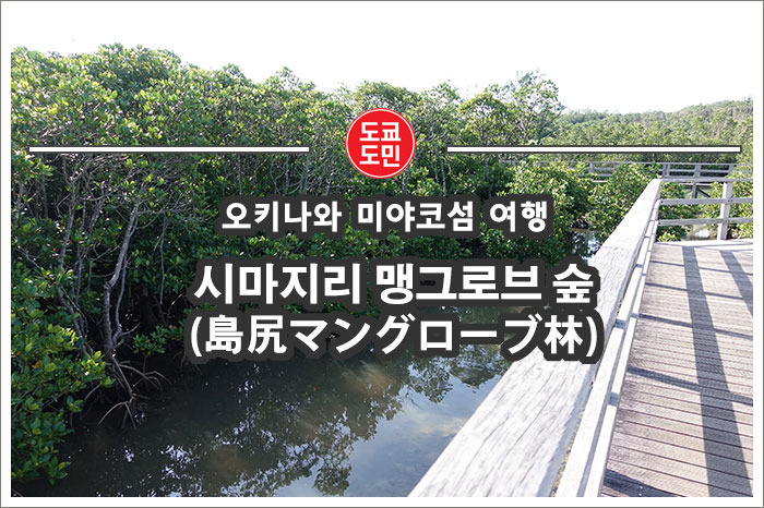 오키나와 미야코섬 추천 관광지 "시마지리 맹그로브 숲(島尻マングローブ林)"