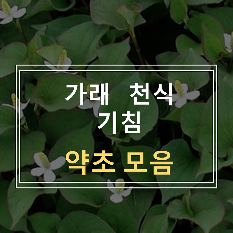 기침이나 천식에 효과가 있는 약초 2