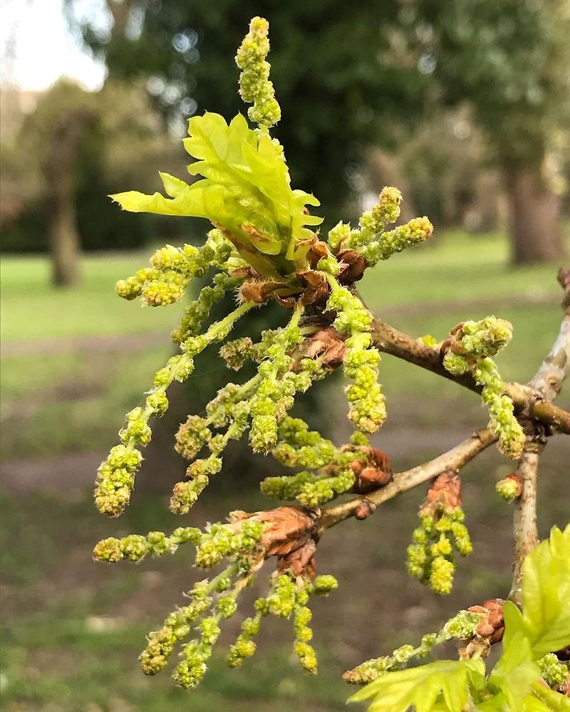 How Long Do Catkins Fall from Oak Trees? A Comprehensive Guide The