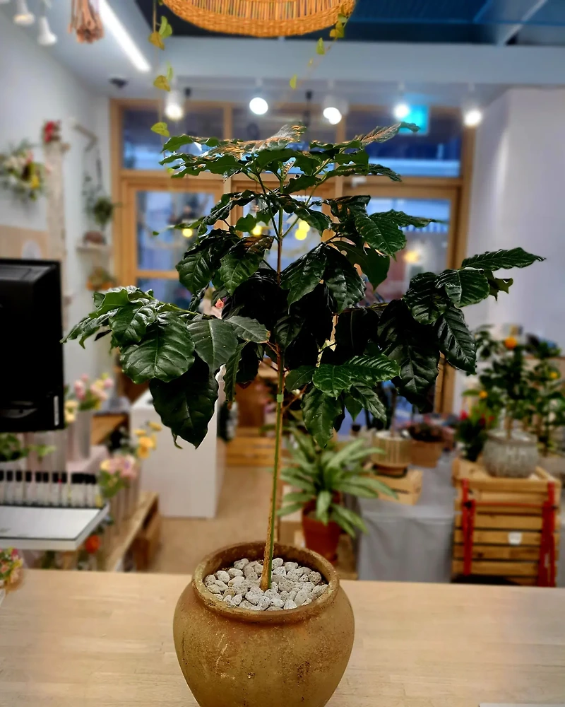 Learn about the coffee tree - a fragrant magical drink