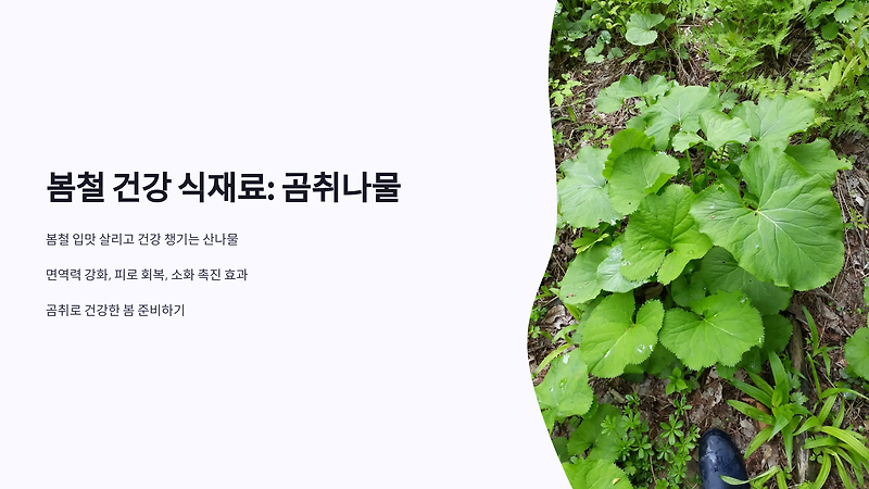 곰취나물 이렇게 먹으면 진짜 보약! 건강한 봄 준비하기