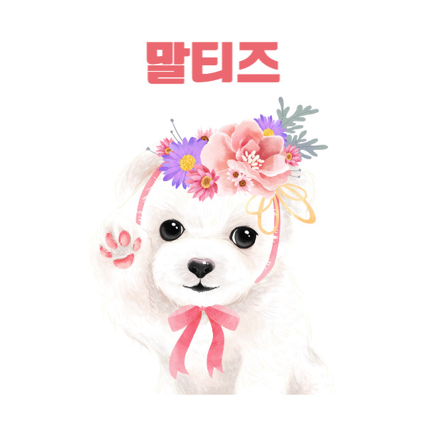 말티즈 분양 가격 및 기본 정보(성격,털 빠짐,특성)