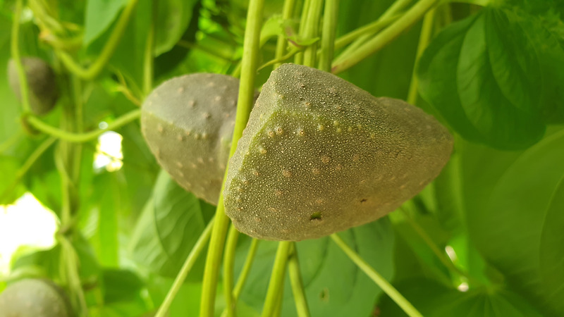 열매마 효능 먹는 법 재배법 - 우주마 Air potato 하늘마 宇宙芋 karaino