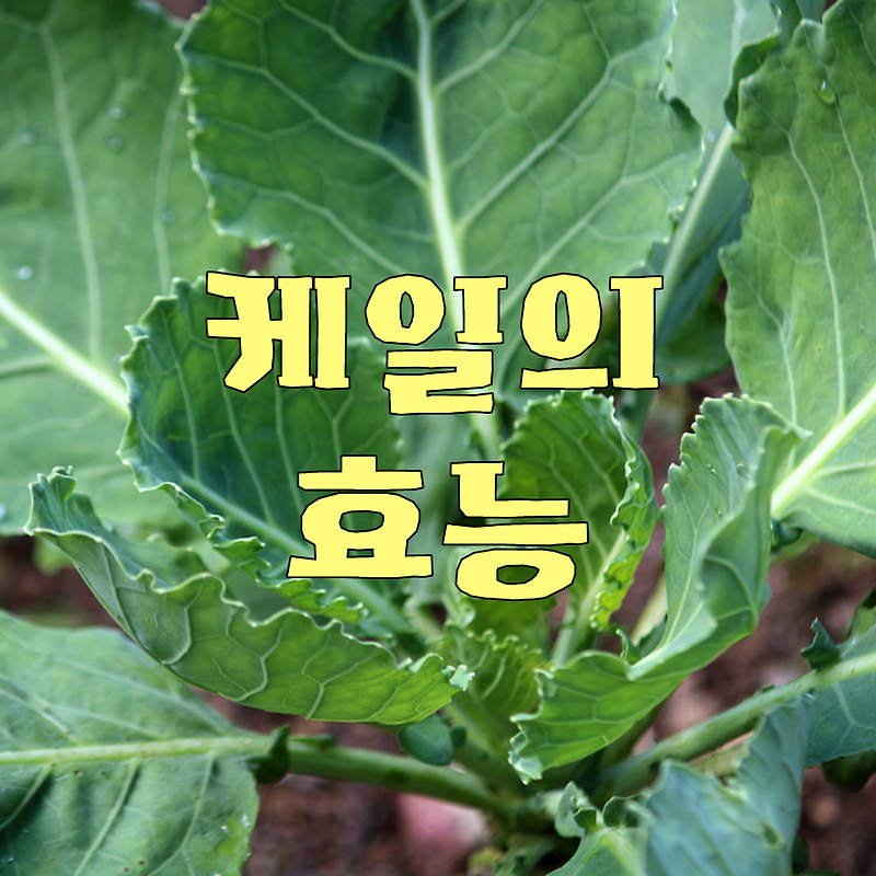 케일 효능 성분 먹는법 부작용