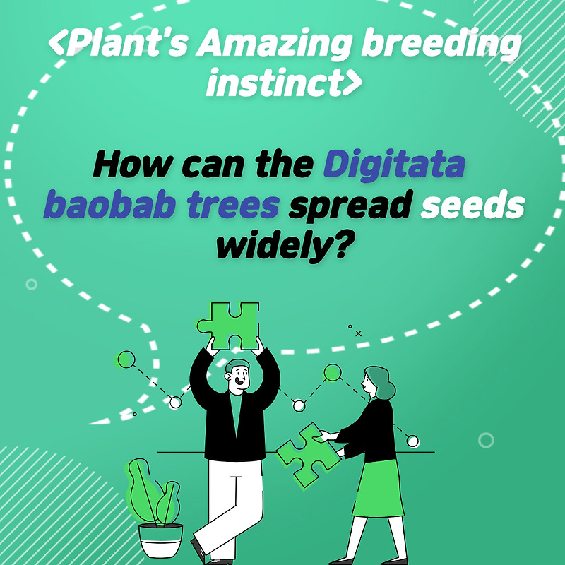 How can Adansonia digitata baobab trees spread seeds widely?