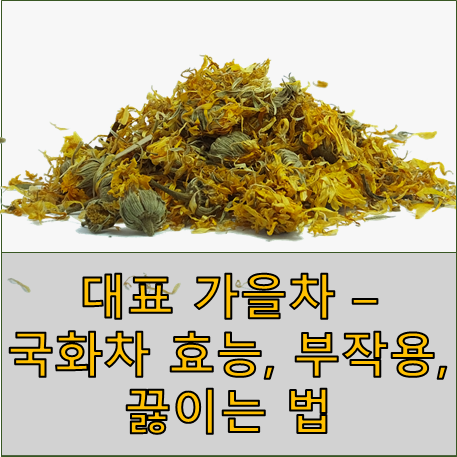 국화차(Chrysanthemum tea) 효능, 부작용, 끓이는 법 - 피부미용, 노화방지, 눈 피로 개선, 가을 차