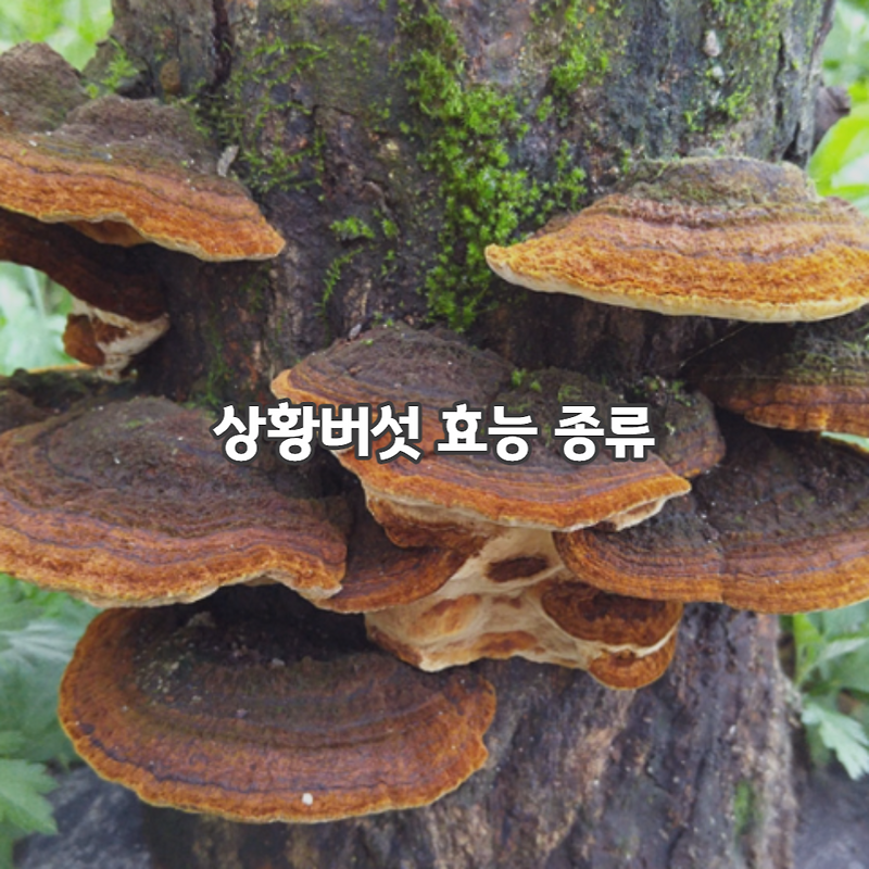 상황버섯 효능 종류 알고 있나요?