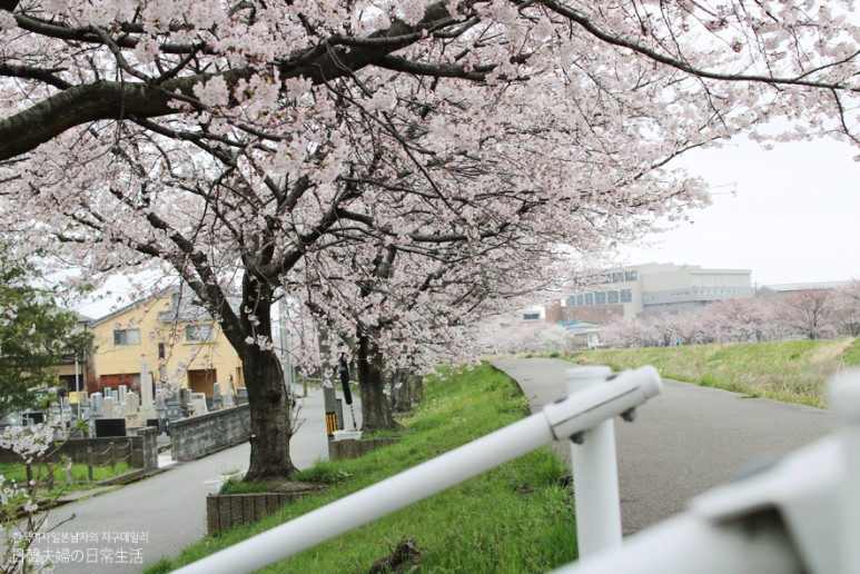 가나자와의 추천 벚꽃 산책길, 겐로쿠엔과 가나자와성 그리고 당신.