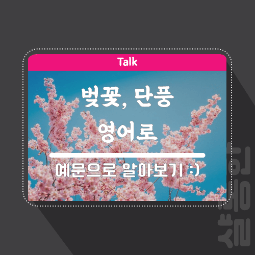 벚꽃, 단풍나무 영어로 예문과 함께 알아보기