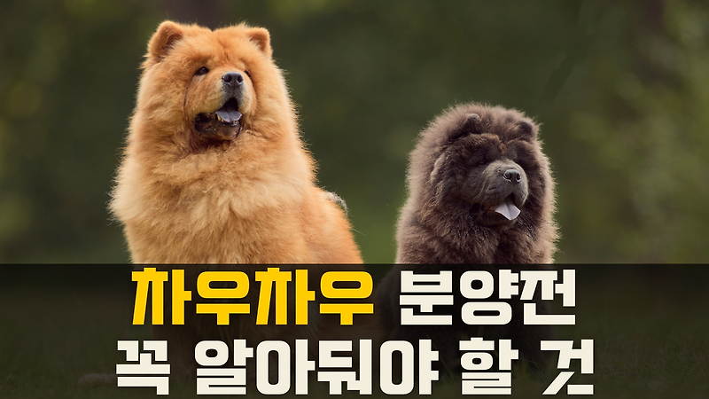 차우차우(chow chow)분양 받기 전에 꼭 알아야 할 것들