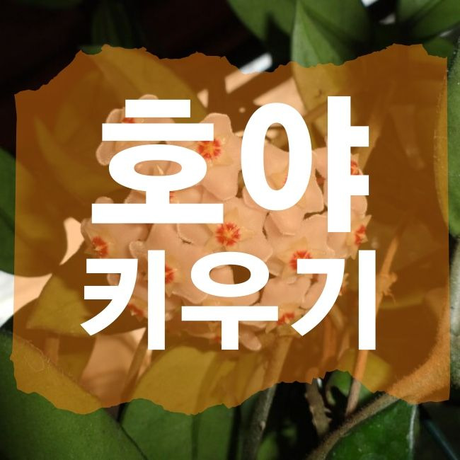 호야 키우기 쑥쑥 크면 내 기분도 업