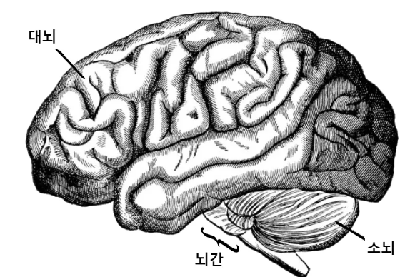 뇌 구조, 뇌에서 발생하는 질병과 장애