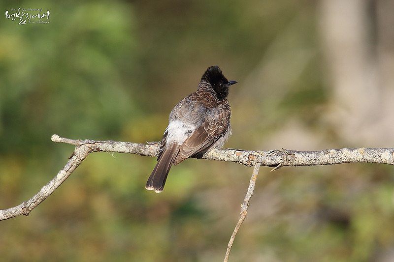 Red-vented bulbul