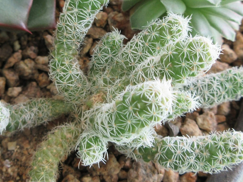 Mammillaria vetula ssp. gracilis (Family Cactaceae)